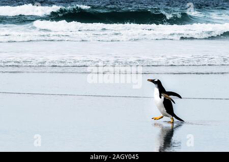 Wild, adulto pinguino Gentoo, Pygoscellis papua, passeggiate sulla spiaggia in corrispondenza del collo, Saunders Island, nelle Isole Falkland, Sud Atlantico Foto Stock