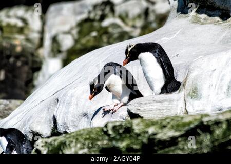 Carino, adulti di pinguini saltaroccia, Eudyptes chrysocome, sulle scogliere in corrispondenza del collo, Saunders Island, nelle Isole Falkland, Sud Atlantico Foto Stock