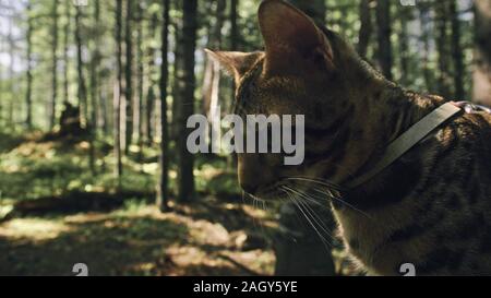 Un gatto in un parco della città. Il Bengala wildcat a piedi sulla foresta nel collare. Asian Jungle Cat o palude o Reed. Addomesticazione leopard cat. Foto Stock