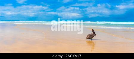 Pelican sulla spiaggia sabbiosa, Galapagos Isola, Isla Isabela Foto Stock