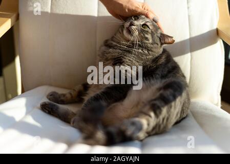 Ritratto di un gatto grigio ono una sedia a dondolo con la luce del sole. Foto Stock