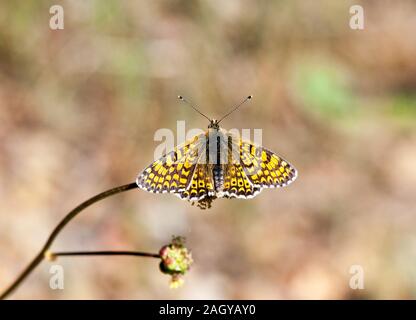 Glanville Fritillary butterfly Melitaea cinxia nella campagna spagnola in Montes Universales a Albarracin nella parte orientale della Spagna Foto Stock