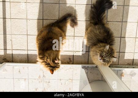 Adorabili e capelli lunghi gatti di razza Siberiana in relax all'aperto, di razza pura Animali ipoallergenico Foto Stock