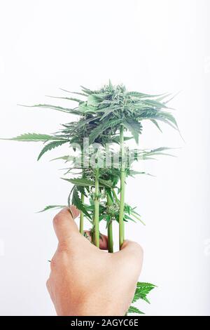 Boccioli di cannabis nelle mani di un coltivatore su uno sfondo bianco. Foto Stock