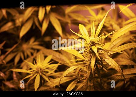 Coltivazione di marijuana medica in interni sotto la luce artificiale lampade. indoor boccioli di cannabis coltivazione. Foto Stock
