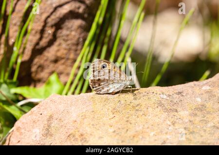 Grande parete marrone butterfly Lasiommata maera crogiolarsi sulle rocce nella campagna spagnola in Montes Universales a Albarracin orientale della Spagna Foto Stock