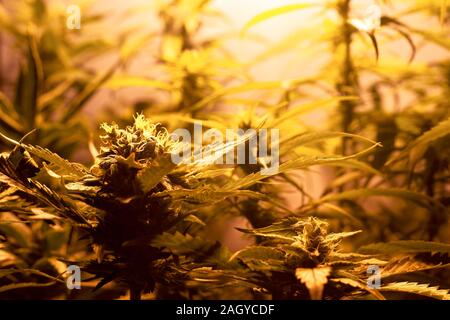 Coltivazione di marijuana medica in interni sotto la luce artificiale lampade. indoor boccioli di cannabis coltivazione. Foto Stock