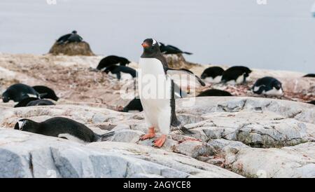 Petermann Island, Antartide, Gentoo e Adélie pinguini nidificano nei massi. Un pinguino Gentoo sorge in primo piano. Foto Stock