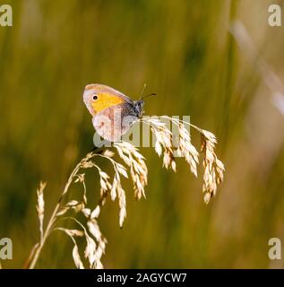 Small Heath Butterfly Coenonympha pamphilus su un'erba seme head Foto Stock