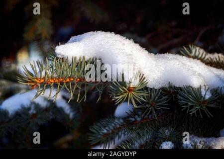 Blu il ramo di abete vicino. Albero sempreverde coperte di neve in inverno. Foto Stock