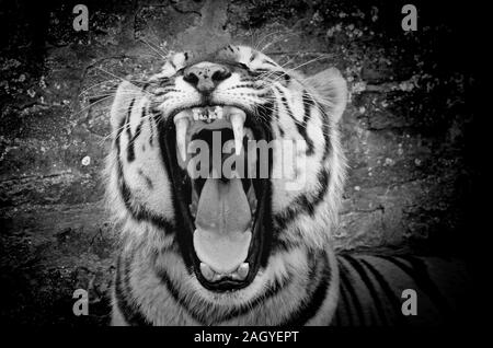 Il volto di una tigre su un grunge di parete di mattoni, sfondo bianco e nero, con vignette Foto Stock