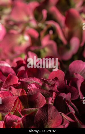 Red Hydrangea bouquet di fiori macro ancora in fiore in fiore texture letto Foto Stock
