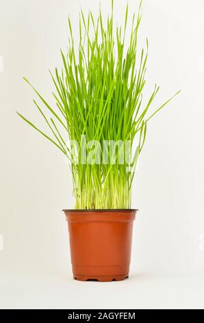 Verde, giovani weat in un vaso in materia plastica isolati su sfondo bianco Foto Stock