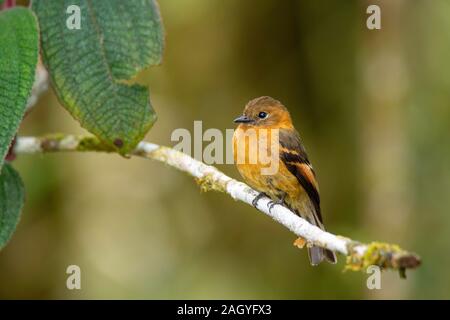 La cannella Flycatcher Pyrrhomyias cinnamomeus Cabanas San Isidro, Ecuador 14 dicembre 2019 Tyrrandiae adulti Foto Stock