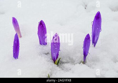 I primi fiori di primavera - gruppo di violetta di Crochi in fine di neve, chiuso e coperto da nevischio scende Foto Stock