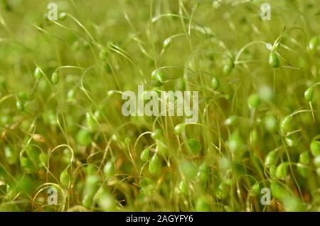 Verde muschio processo di riproduzione in primavera, macro shot di sporophytes Foto Stock