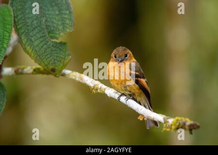 La cannella Flycatcher Pyrrhomyias cinnamomeus Cabanas San Isidro, Ecuador 14 dicembre 2019 Tyrrandiae adulti Foto Stock