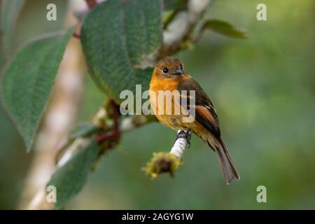 La cannella Flycatcher Pyrrhomyias cinnamomeus Cabanas San Isidro, Ecuador 14 dicembre 2019 Tyrrandiae adulti Foto Stock