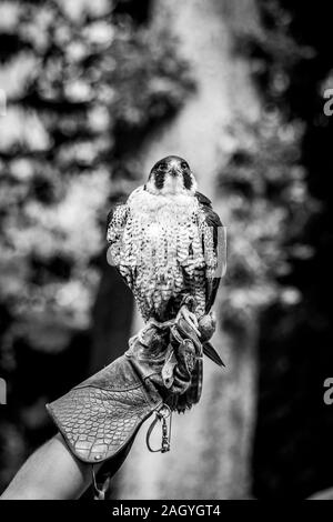 Un ritratto in bianco e nero di un falco pellegrino seduto su un guanto di pelle di una falconer. La Falconeria è un quasi perso la professione. Foto Stock