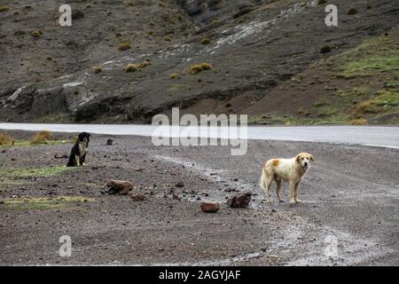 2 cani randagi aspettano dalla strada sperando di cibo dai passanti Foto Stock