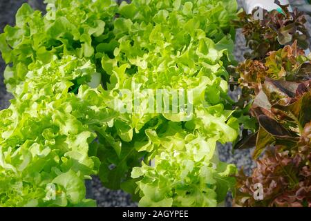 Foto di hydroponic organica vegetale in fattoria Foto Stock