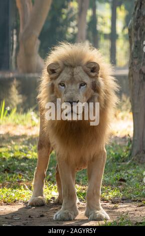Maschio di leone bianco in ambiente in cattività Foto Stock