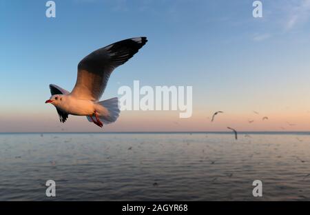 Gruppo di gabbiani sorvolano il mare al tramonto Foto Stock