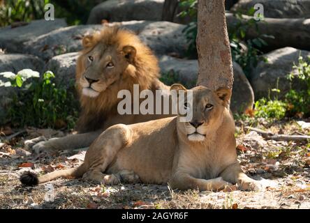 Maschi e femmine di Lion di riposo in ambiente in cattività Foto Stock