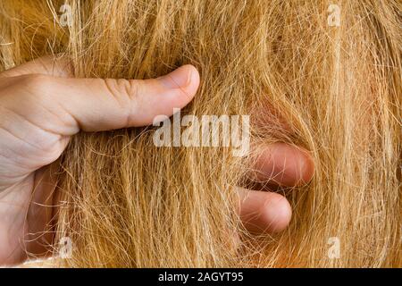 Mano del parrucchiere holding ciocca di capelli, primo piano Foto Stock