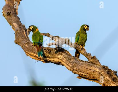 Una coppia di giallo-collare (Macaws Primolius auricollis) su un tronco di albero. Tocantins Brasile. Foto Stock