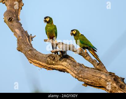 Una coppia di giallo-collare (Macaws Primolius auricollis) su un tronco di albero. Tocantins Brasile. Foto Stock