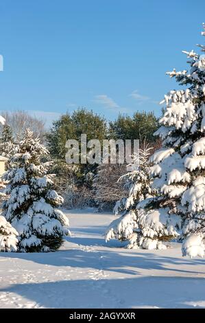 Coperta di neve alberi sempreverdi Foto Stock