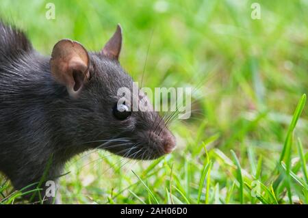 Nero comune di ratto (Rattus rattus) profilo catturare i baffi, beady gli occhi e le orecchie. Catturate in un cortile posizione. Foto Stock