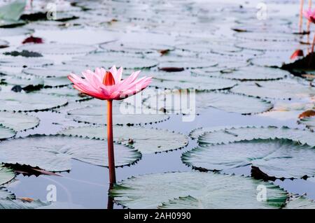 Dolce pink lotus ninfee piena fioritura sotto la luce del mattino - bella e pura acqua tropicale impianto in Thailandia Foto Stock