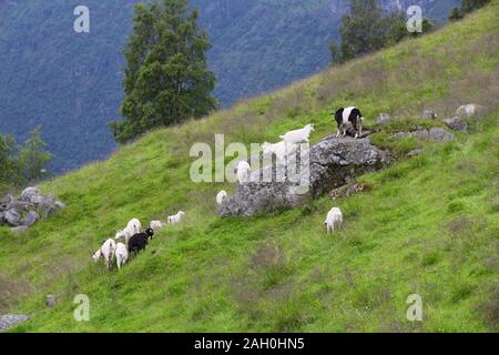 Pascolo di capra in Norvegia. Agricoltura in Norddal comune. Foto Stock