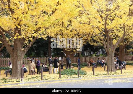 TOKYO, Giappone - 30 novembre 2016: persone celebrano il Ginkgo Avenue fogliame di autunno a Tokyo in Giappone. Icho Namiki Avenue è famosa per la sua ammirazione di au Foto Stock