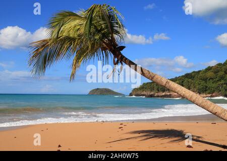 Guadalupa spiaggia sabbiosa. Per una vacanza nei Caraibi paesaggio. Perle di spiaggia (Plage de la Perle). Foto Stock