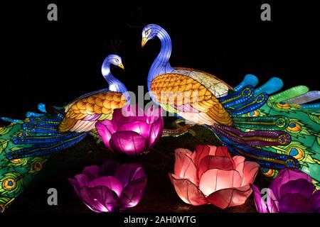 Varsavia, Polonia - 16 dicembre 2019: Peacock matura in amore e fiori che sbocciano, illuminazione notturna al cinese Light Festival a Fort Bema Foto Stock