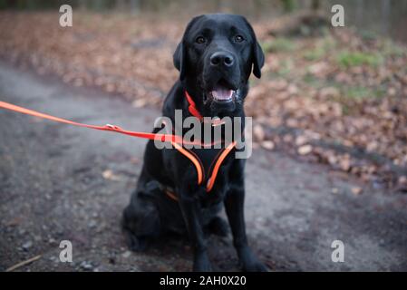 Giovane nero Labrador Retriever all aperto in autunno Foto Stock