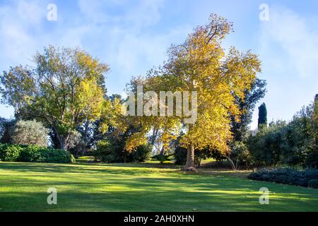 Platani con giallo fogliame di autunno su un prato verde contro un cielo blu con nuvole Foto Stock