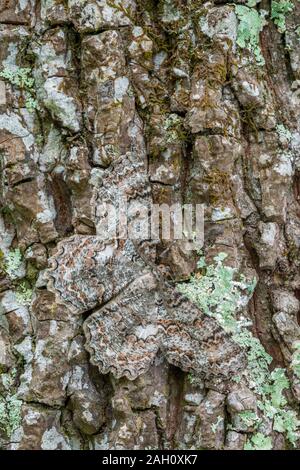 Bellezza Tuliptree (Epimecis hortaria) Adutl appoggiato con il diffondersi delle ali sulla lichen coperto corteccia. Congaree scogliere di preservare il patrimonio, SC, la molla. Foto Stock