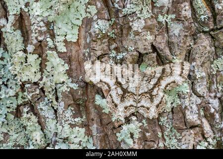 Bellezza Tuliptree (Epimecis hortaria) Adutl appoggiato con il diffondersi delle ali sulla lichen coperto corteccia. Congaree scogliere di preservare il patrimonio, SC, la molla. Foto Stock