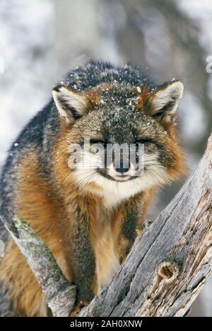 Gray Fox (Urocyon cineroargenteus) Gray Fox su albero caduto in stato Sproul foresta, Pennsylvania, a novembre. Foto Stock