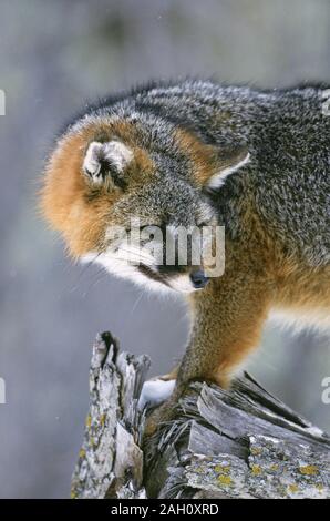 Gray Fox (Urocyon cineroargenteus) Gray Fox su albero caduto in stato Sproul foresta, Pennsylvania, a novembre. Foto Stock