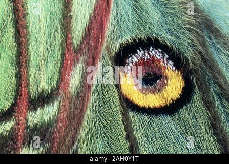 Lo spagnolo Luna Moth (Graellsia isabellae) foto astratte di hindwing eyespot e il bordo inferiore del forewing. Foto Stock