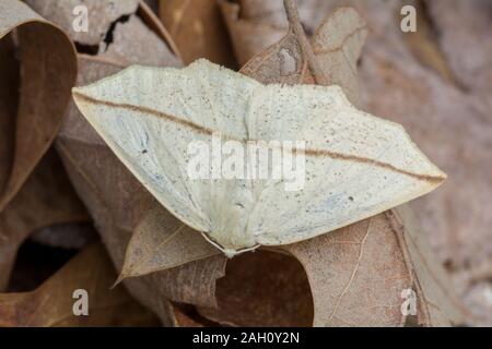 Giallo (Slate-Line Tetracis crocallata) adulto in appoggio sul suolo della foresta. Congaree National Park, Carolina del Sud, la molla. Foto Stock