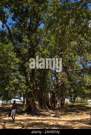 Enormi alberi lungo il Nilo Bianco, Equatoria centrale, Terekeka, sud Sudan Foto Stock