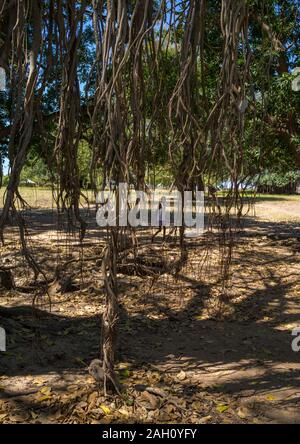 Enormi alberi lungo il Nilo Bianco, Equatoria centrale, Terekeka, sud Sudan Foto Stock