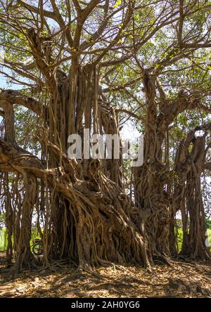 Enormi alberi lungo il Nilo Bianco, Equatoria centrale, Terekeka, sud Sudan Foto Stock