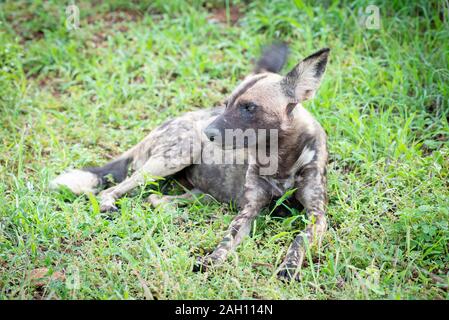 African Wild Dog - Lycaon pictus - fotografato nella primavera fogliame nel Parco Nazionale di Kruger in Sud Africa Foto Stock